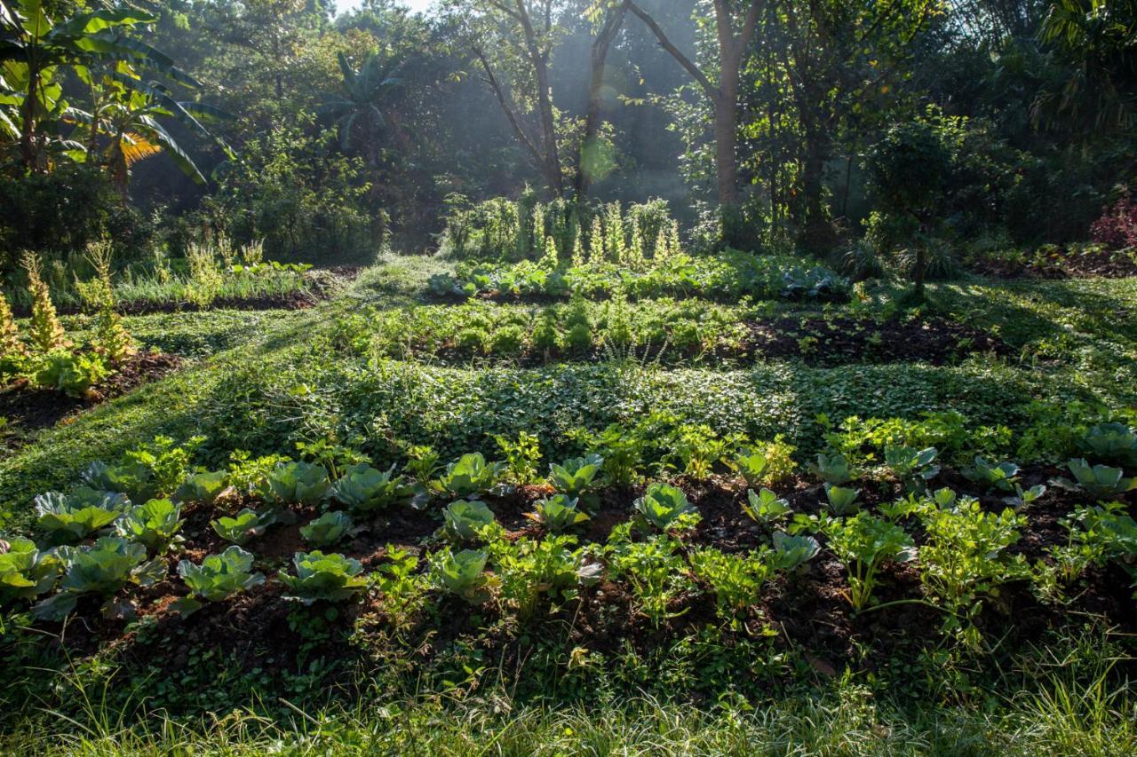 Khaokhoherbary Organicfarm&Resort 카오코 외부 사진