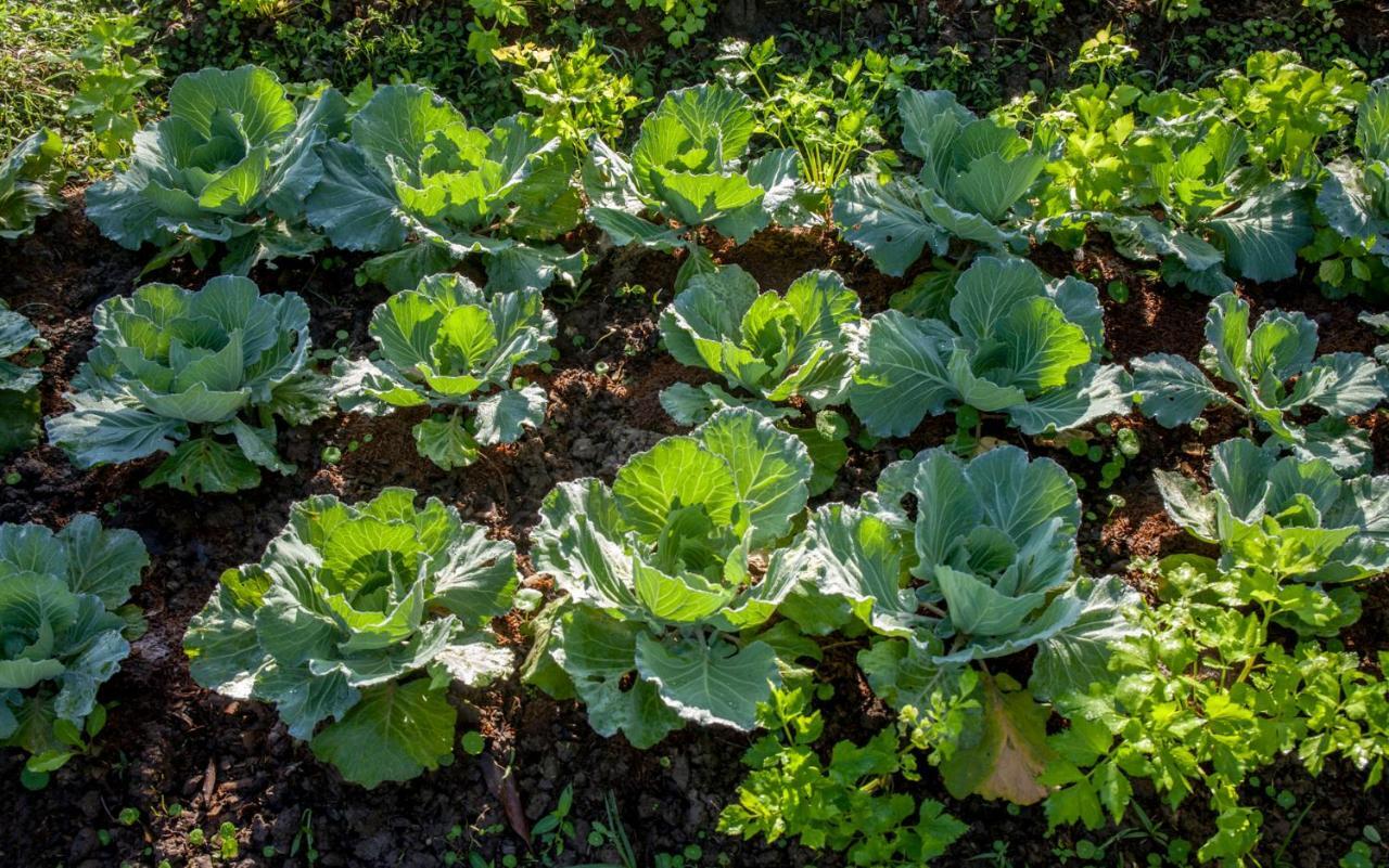 Khaokhoherbary Organicfarm&Resort 카오코 외부 사진